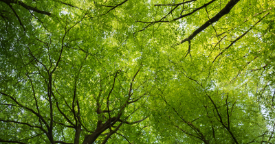 foret