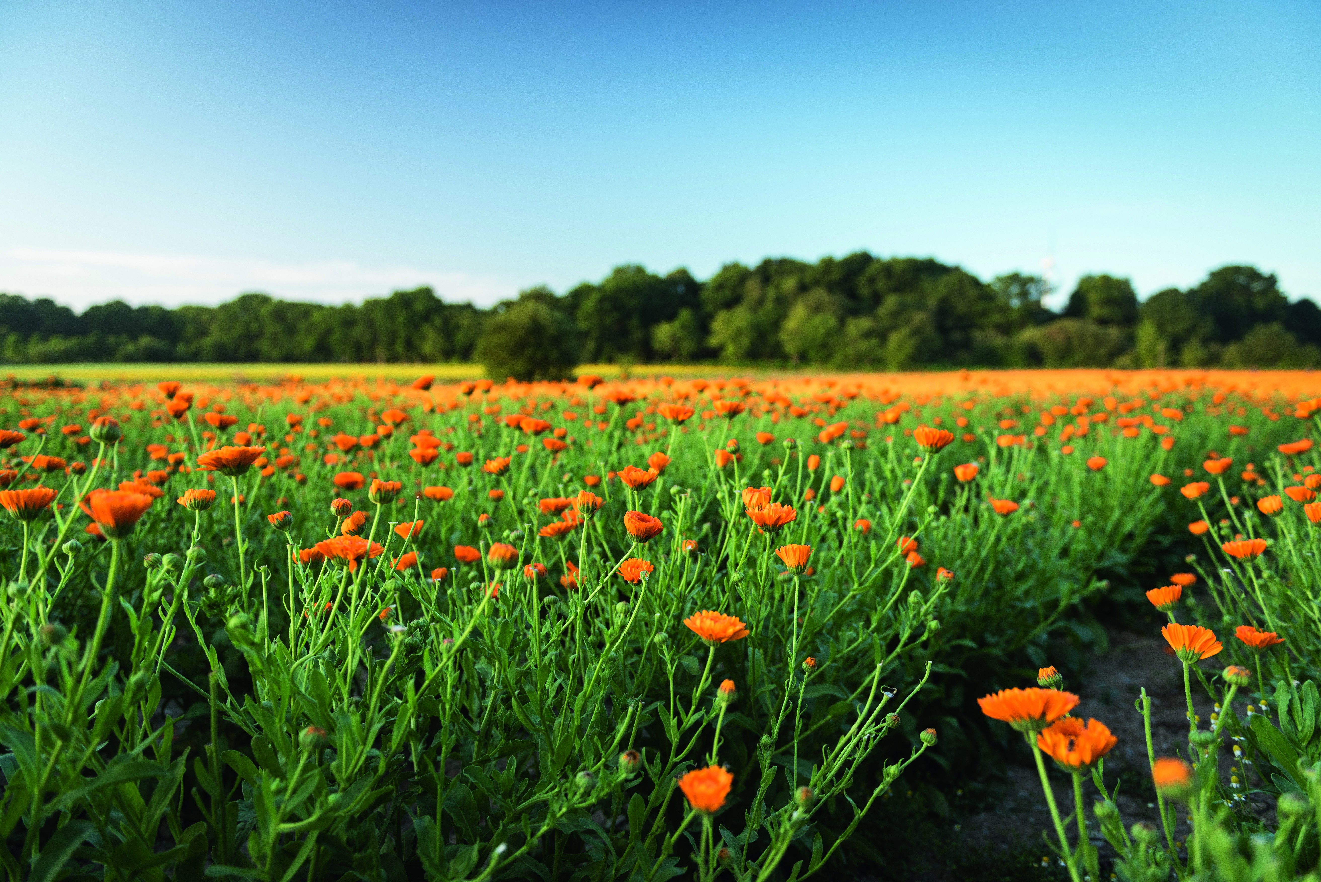 Calendula